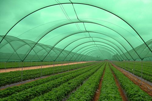 green-house-shade-net-877